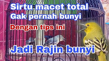 Cara mengatasi burung sirtu macet total,, gak pernah bunyi jadi rajin bunyi