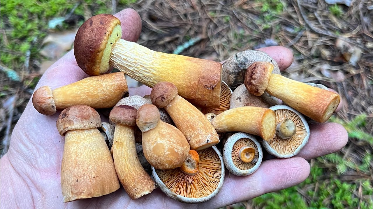 ЧУДО ГРИБАЛКА ! ЗОЛОТИСТЫЙ БОРОВИК И НОВЫЕ РЫЖИКИ ! Грибы 2025 !