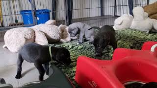 Puppen Alice En Ken-G 4 Weken Oud