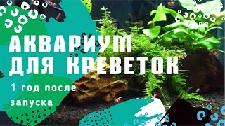 Аквариум для креветок . 1 год после запуска.