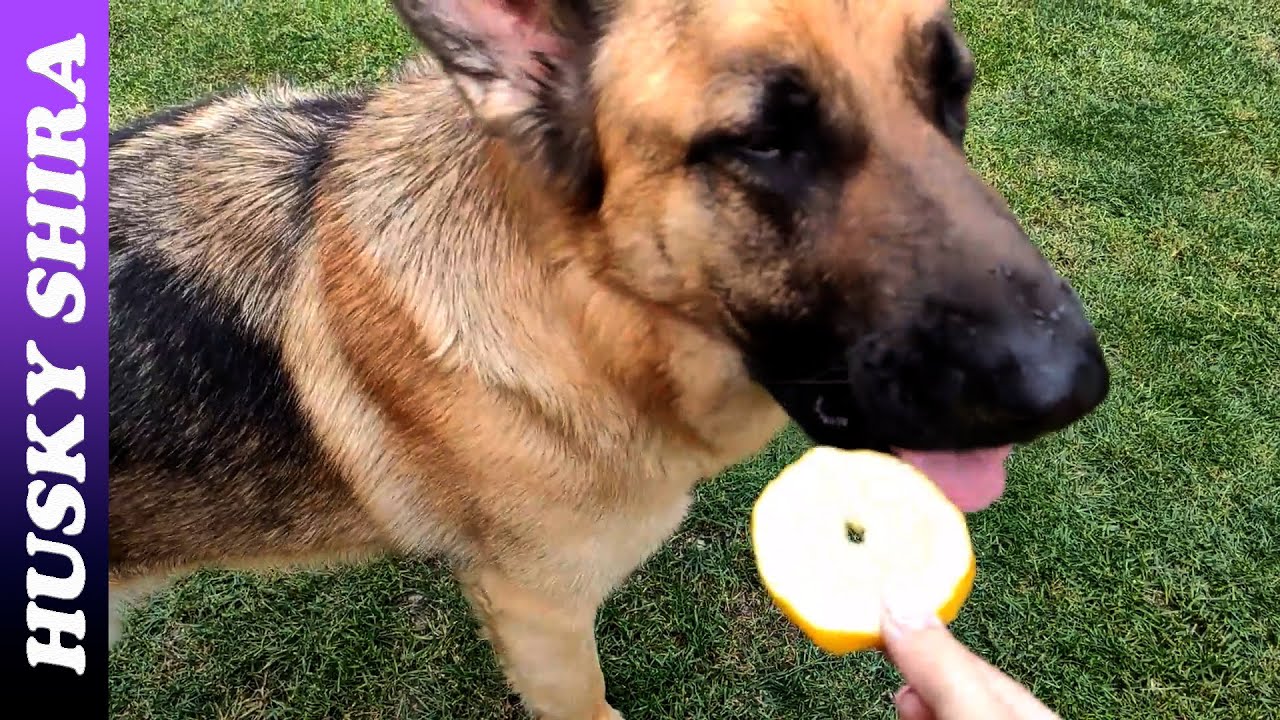 Dogs' Reaction To Lemon