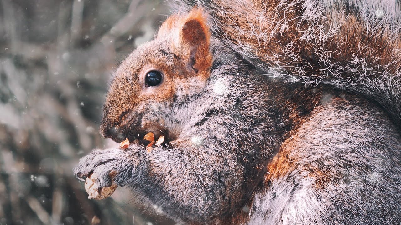 11 Hour Addicting Video For Cats and Dogs With Squirrels Leave On