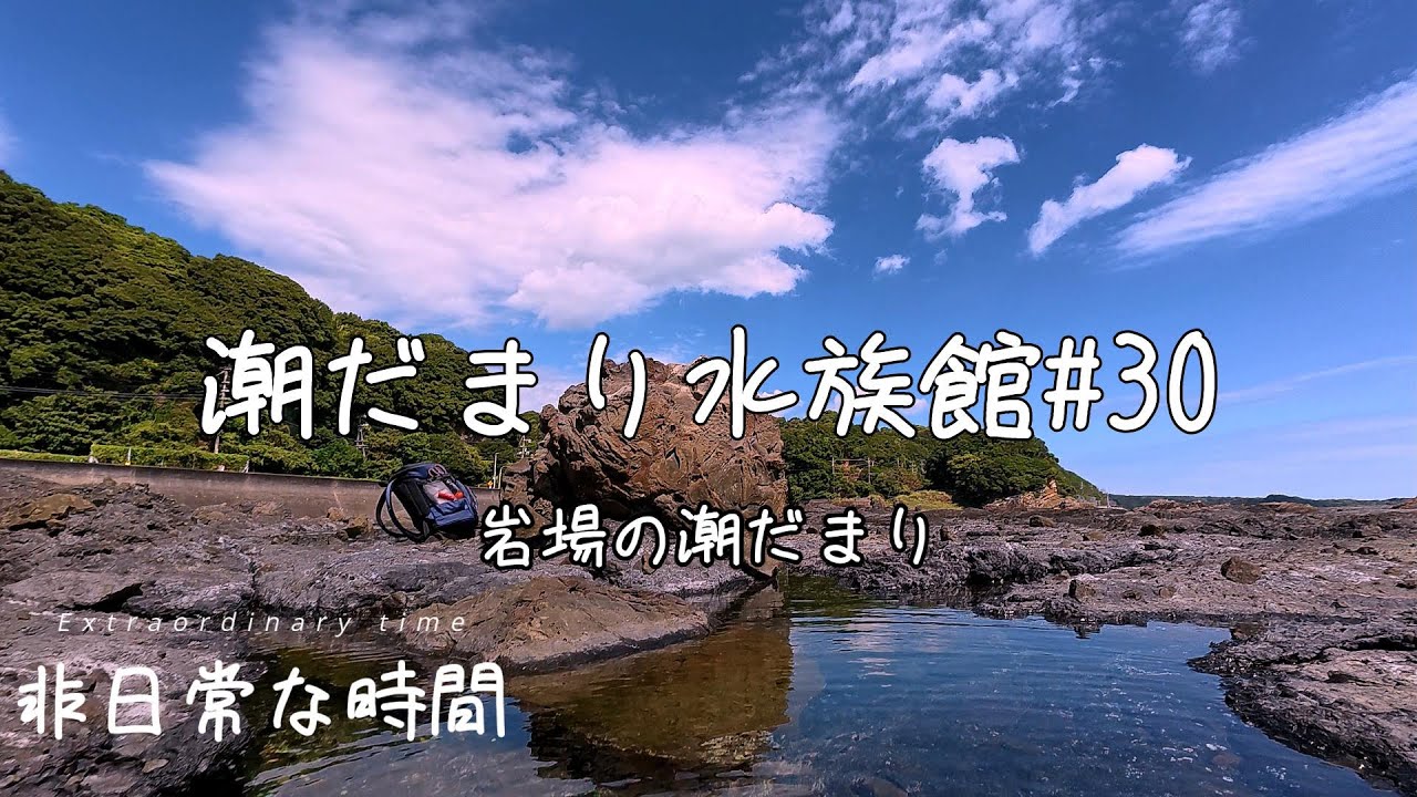 潮だまり水族館 #30