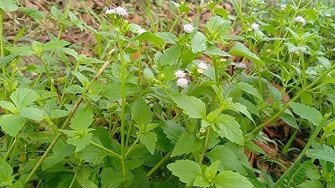 TÁC DỤNG CỦA CÂY CỨT LỢN VÀ CÁC BÀI THUỐC DÂN GIAN TỪ HOA CỨT LỢN.