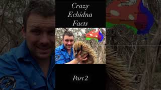 10 Things You Didn’t Know About Echidnas- Part 2 #animals #australia #echidna #wildlife