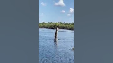 Huge alligator 🐊 tries to catch a drone in the Amazon river!