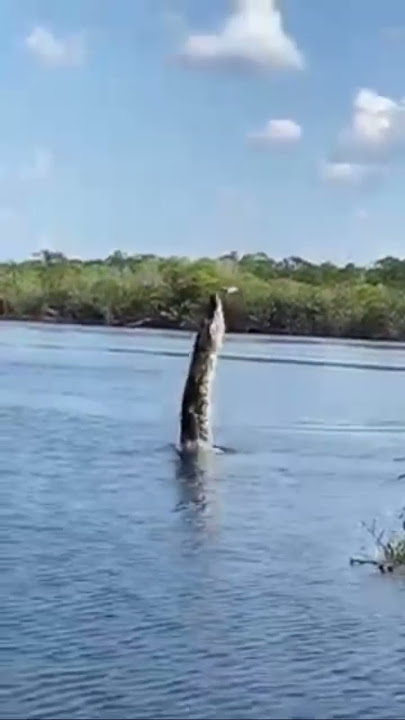 Huge alligator 🐊 tries to catch a drone in the Amazon river!