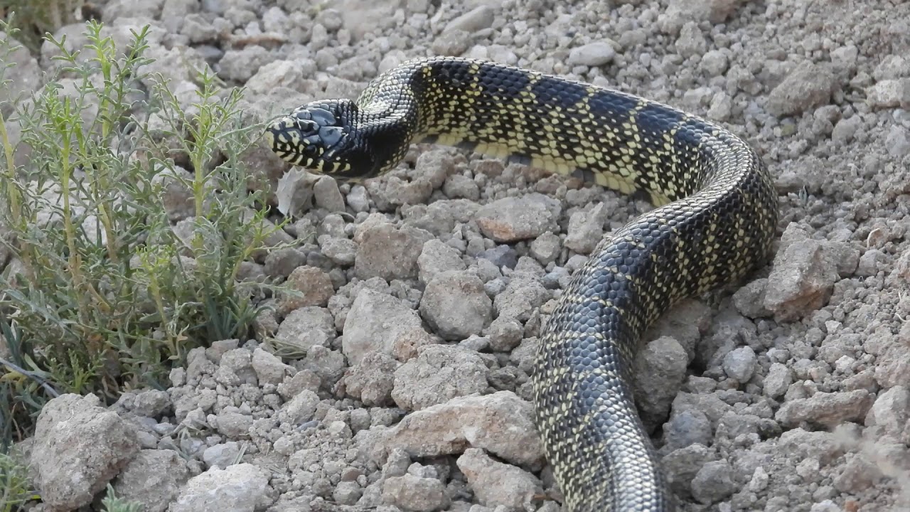 Mojave Desert Kingsnake