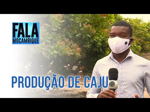 PRODUÇÃO DO CAJU,