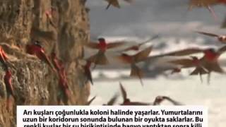 Koloniya Halında Yaşayan Arı Quşları