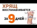 Восстановление хряща ЗА 9 ДНЕЙ! Это возможно!