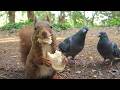 Studies Show That Watching A Squirrel Eating Lowers Stress by 20%