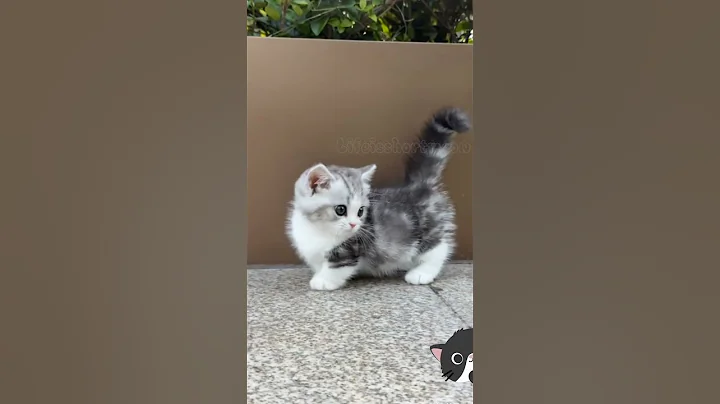 Video 11705741: cats kitten funnycats catlovers, kitten catlover cute funnycats, kitten playing adorable, kitten cute funny, kitten smile