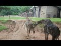 Жираф делает свое дело (зоопарк Кхао-кхео)