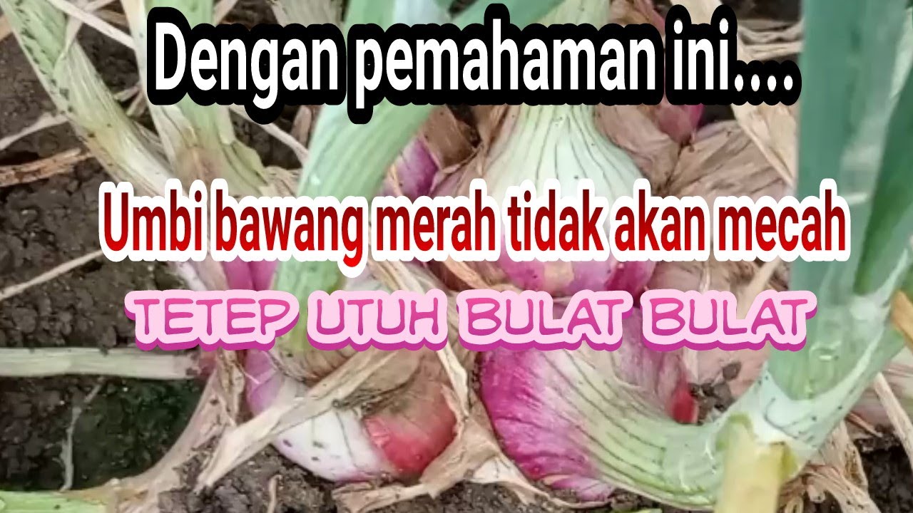 Dengan pemahaman ini umbi tdk akan mecah tetep utuh bulat bulat