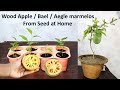 How to grow Wood Apple tree at home ; बेल का पौधा घर पे भी ऊगा 