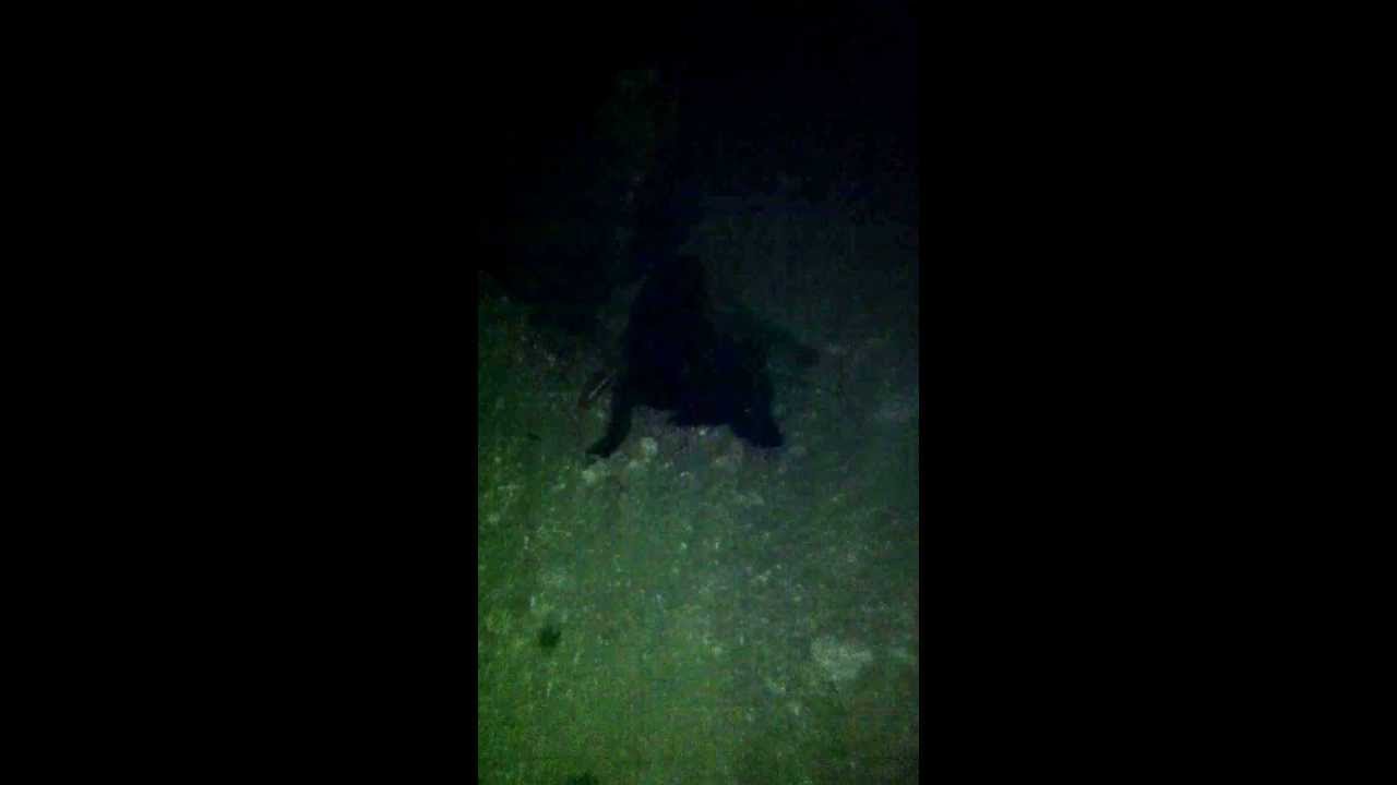 ‫חילוץ כלב מרמת ישי‬‎ - YouTube