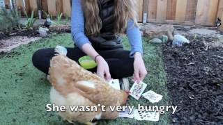 AP Psych Project: Operant Conditioning with Chickens