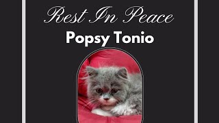 Rest in peace, our sweet cat Popsy Tonio #viral #death #cat #catlovers #entertainment 
