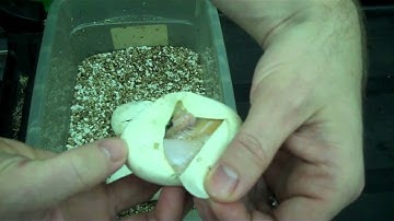 *Dream Snake* Paradox Albino Pied Ball Python