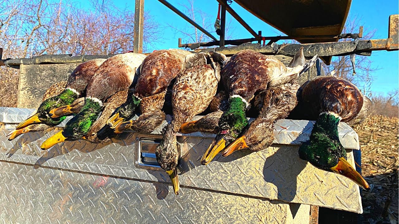 Mississippi River Duck Hunting 3 Man Limit {Catch, Clean, Cook} YouTube