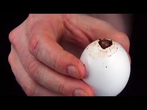 Come diamine si fa a fare un uovo del genere? Pazzesco!