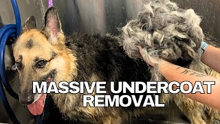 BEST Undercoat REMOVAL EVER!!!