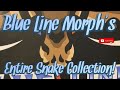 INSANE Ball Python Collection!! || Blue Line Morph's Entire Snake Collection!