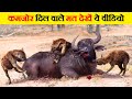 Those with a weak heart should not watch this video. Moments of Animals Eating Their Prey Alive