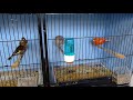 Redfactor Canary breeding Season 2020 (Video 1)