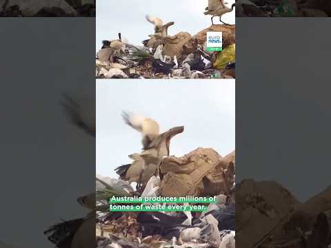 Most waste ends up in landfill. This scientist finds unexpected ways to give it a second life