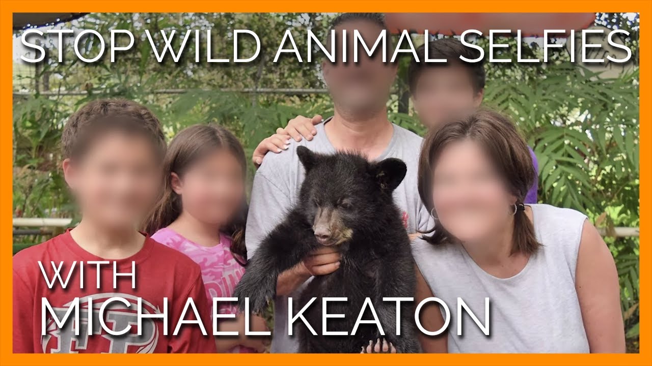 Michael Keaton Wants You to Stop Taking Selfies With Wild Animals YouTube