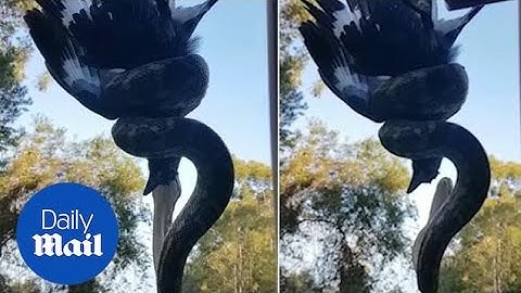 Tourist finds ENORMOUS python eating bird while hanging off roof