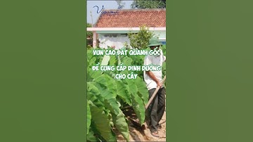 KỸ THUẬT CHĂM SÓC KHOAI MÔN 2  #vietgiaminh #caycanh #vigami #khoaimon #phanbon