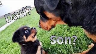 Does Rottweiler Puppy Recognize His Dad?