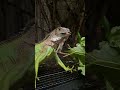 Green Iguana Makan daun Murbey