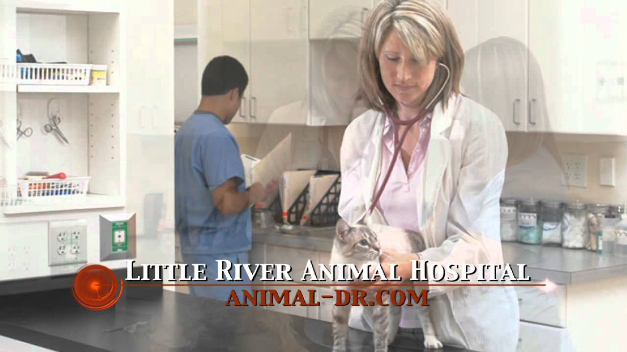 Little River Animal Hospital 30sec YouTube