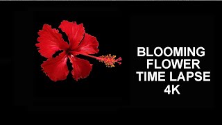 4K Blooming Flower (Hibiscus) Time Lapse for Relaxation Soft Piano Music screenshot 4