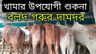 খামার উপযোগী শুকনা বলদ গরুর দামদর জানুন,
