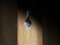 Así se formaron y así desaparecerán los anillos de Saturno