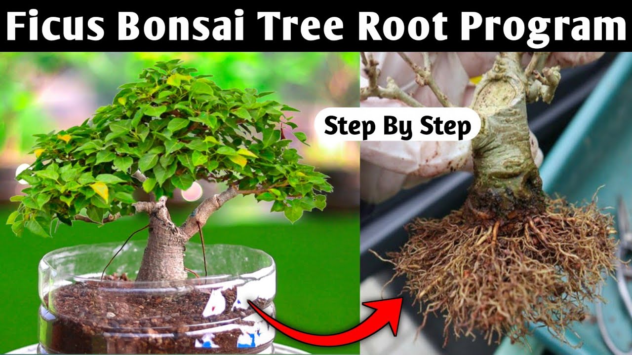 Bonsai Tree Root Program Ficus Bonsai YouTube