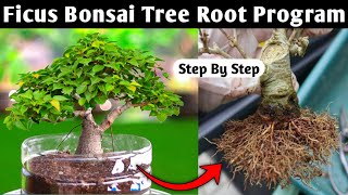 Bonsai Tree Root Program Ficus Bonsai
