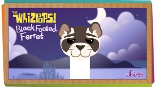 Whizpops! Black Footed Ferret Music Video