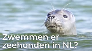 Zwemmen er zeehonden in Nederland? | Het Klokhuis