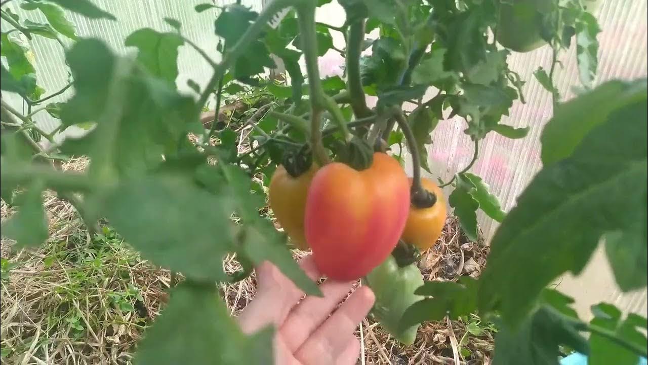 Самые РАННИЕ ТОМАТЫ сезона 2024.Июнь.Владимирская область. - YouTube