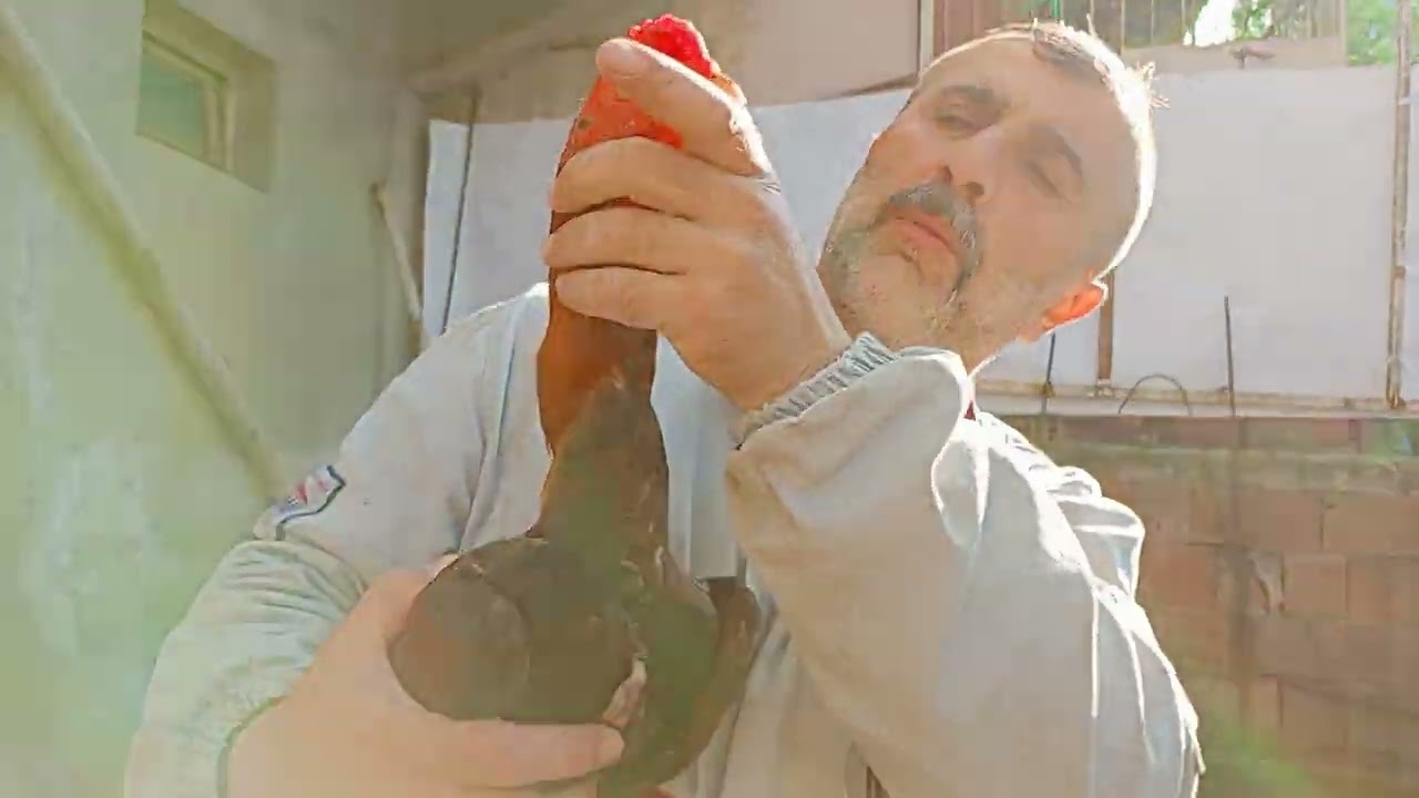 KALİTELİ HOROZ BÖYLE OLUR!!!