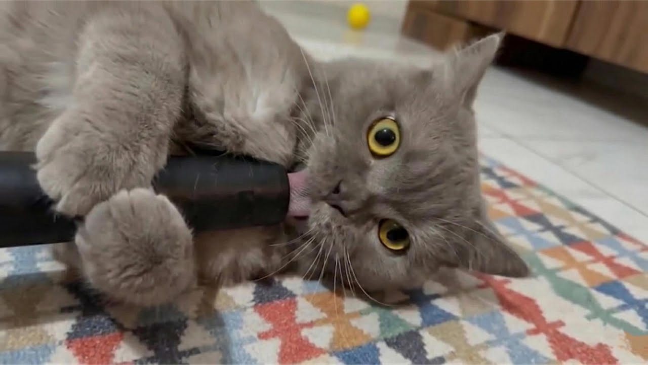 Too Much Cat Energy 😹 | Try Not To Laugh Cat Moments