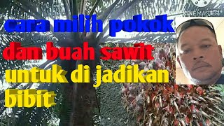 How To Select Oil Palm Trees And Fruit To Be Used As Seeds