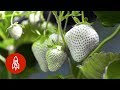 Cultivating Japan’s Rare White Strawberry