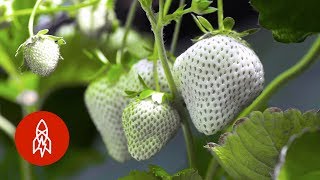 Cultivating Japan’s Rare White Strawberry